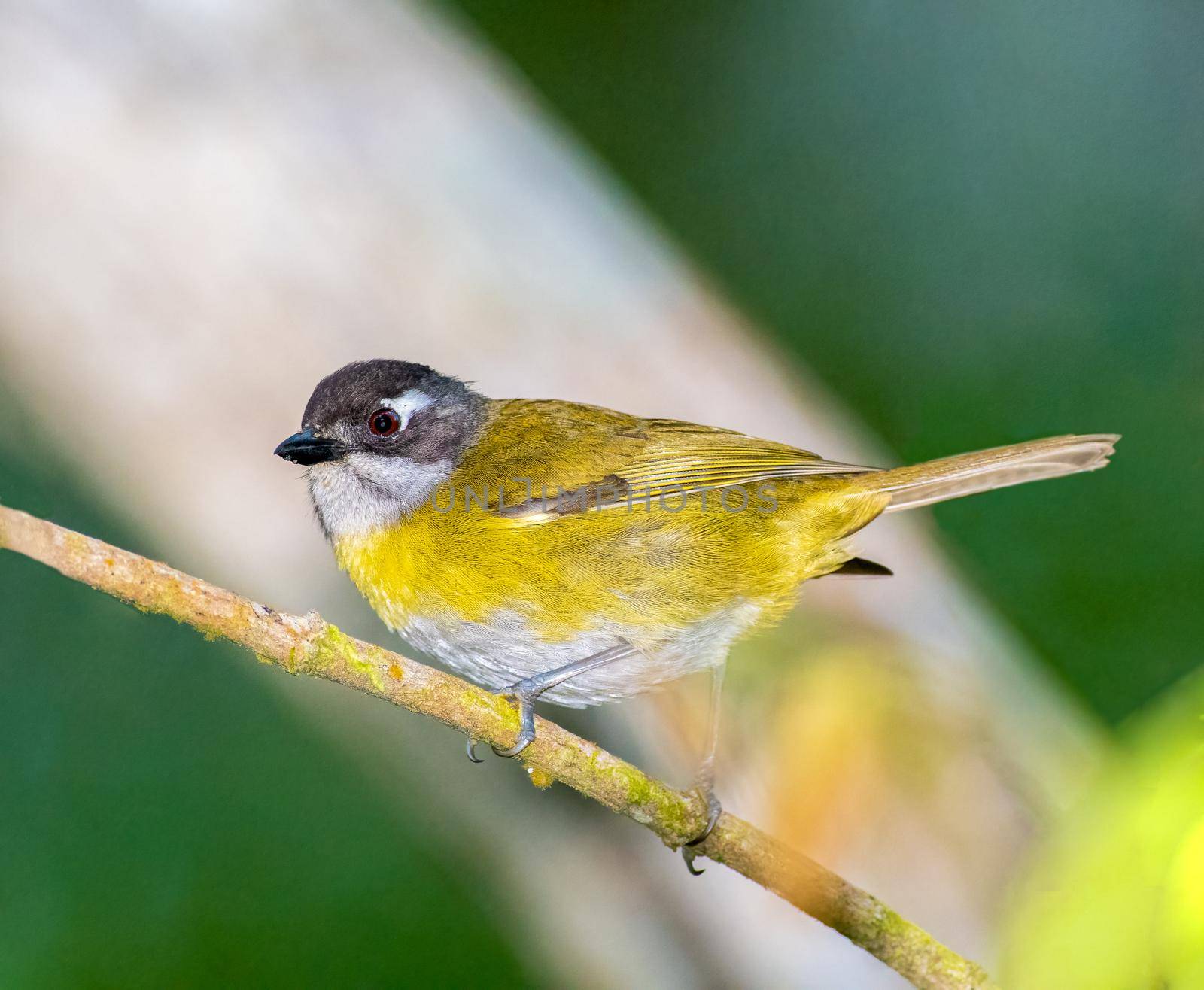 Common Chlorospingus perched on a tree branch in central America