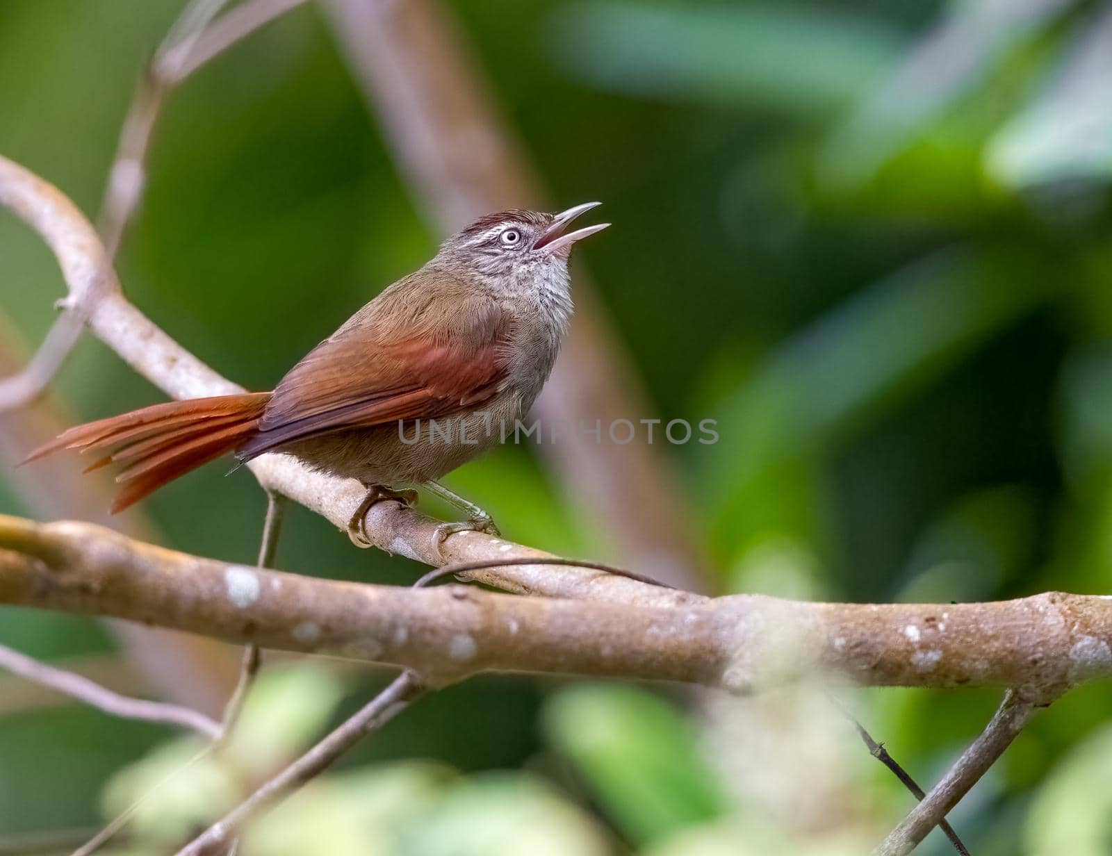 Streak capped spinetail singing from the tree tops in Colombia