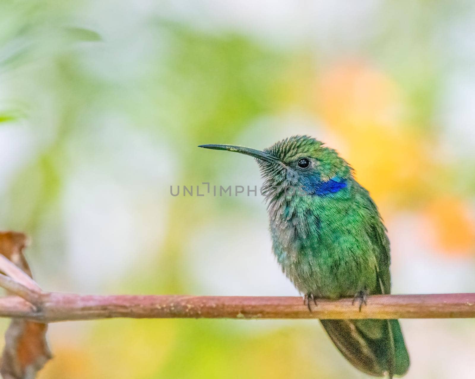 Mexican violetear perched on a tree branch guarding its territory