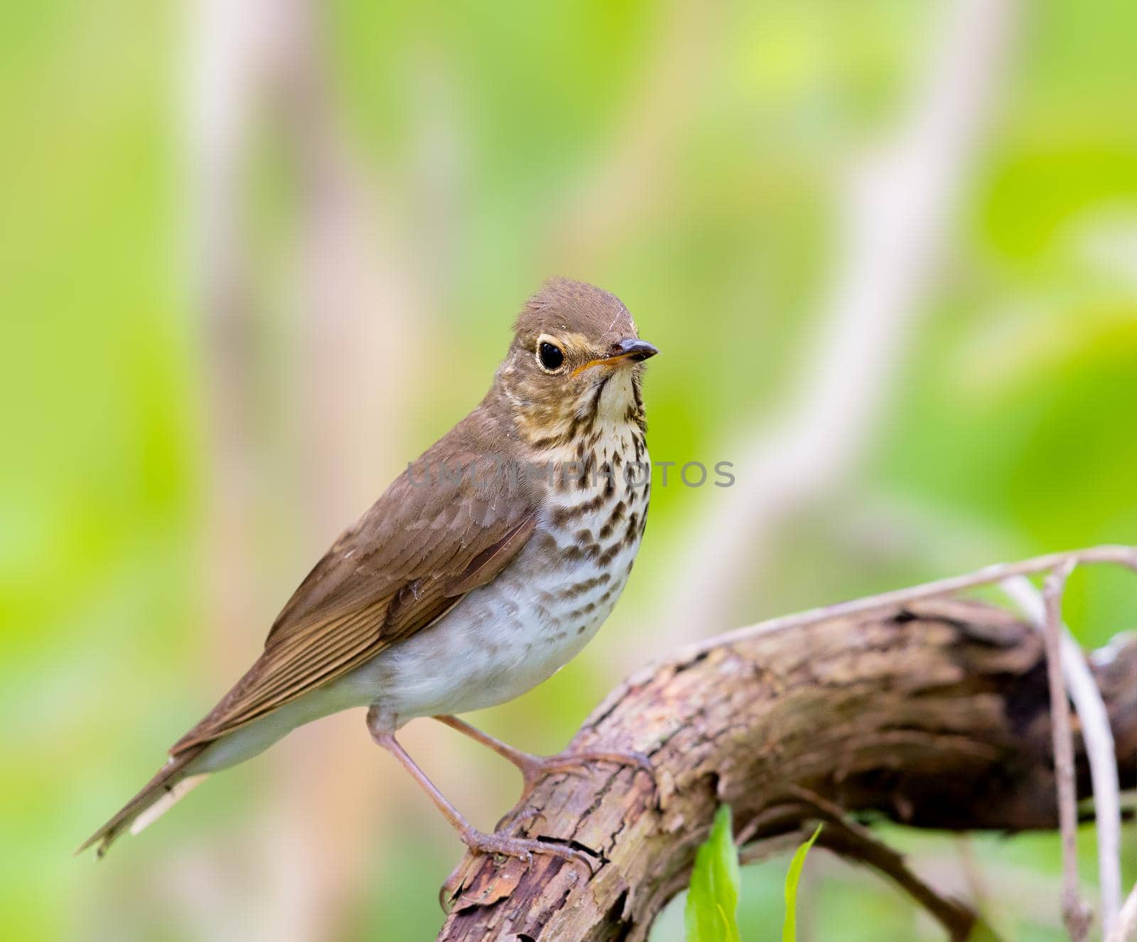 Swainsons trush perched on a dead tree branch in Michigan