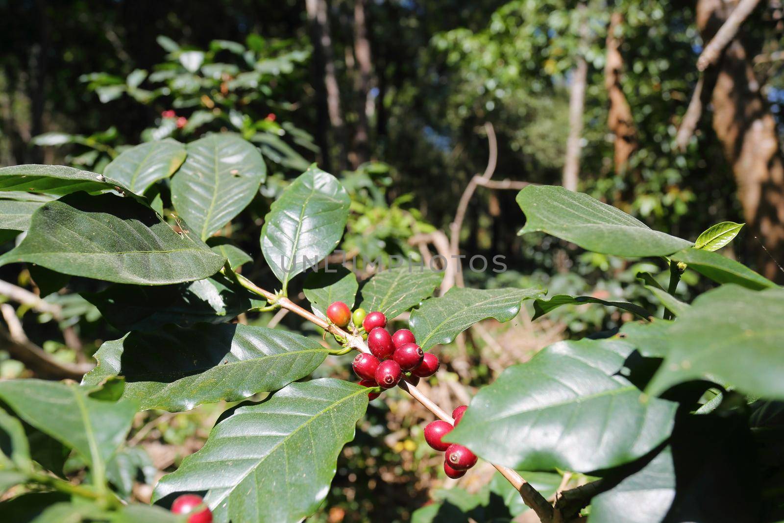 Coffee beans ripening in tropical forest mountain