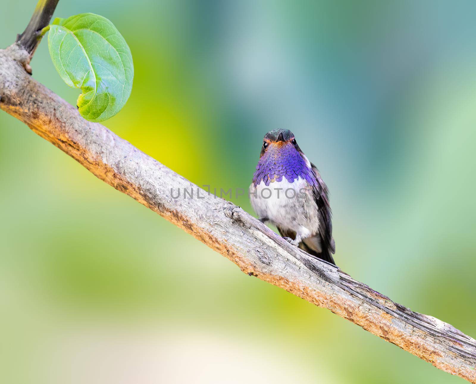 Volcano hummingbird perched on a tree branch in costa rica