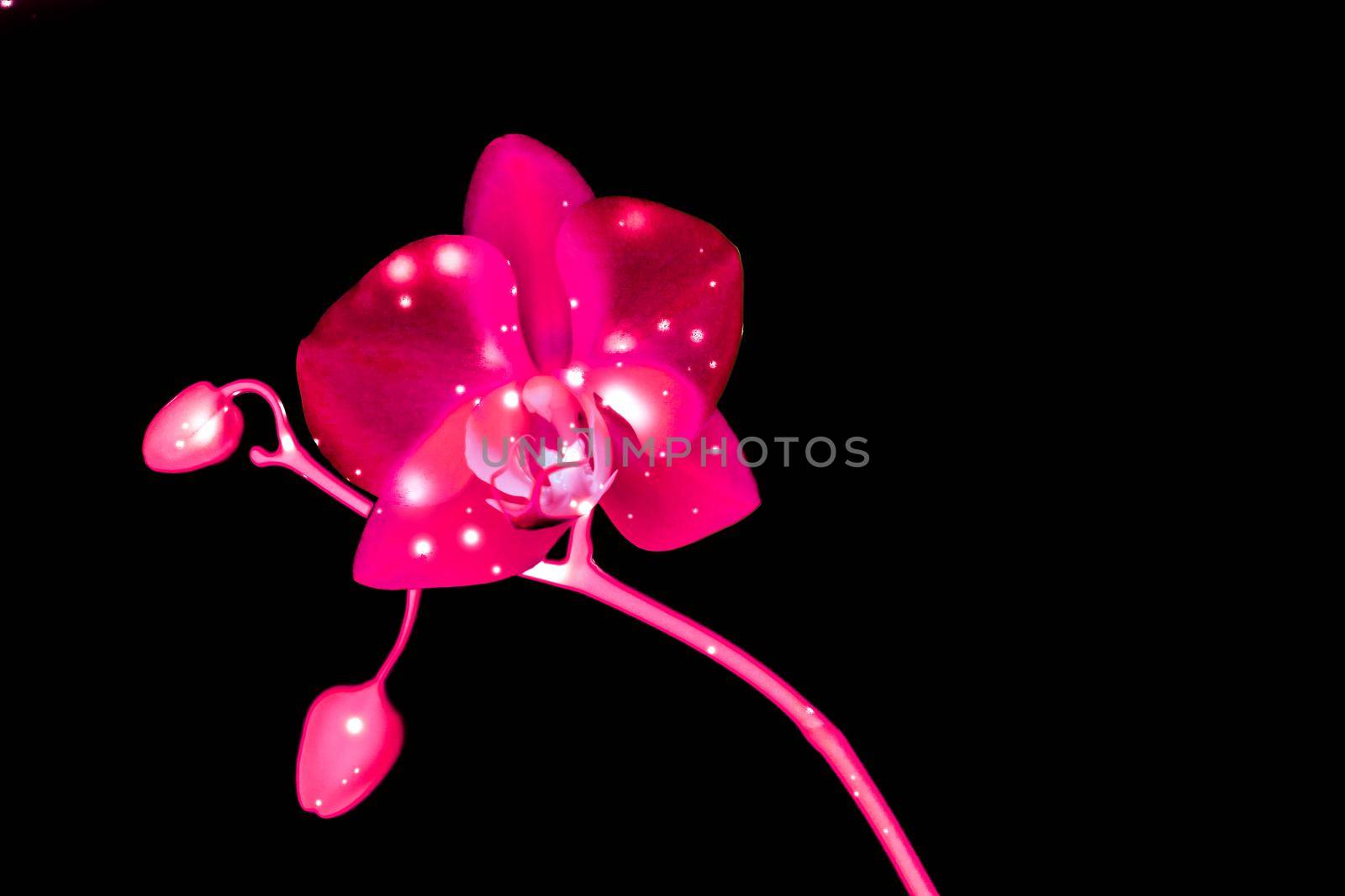 Orchid flower in bloom, abstract floral art background by Anneleven