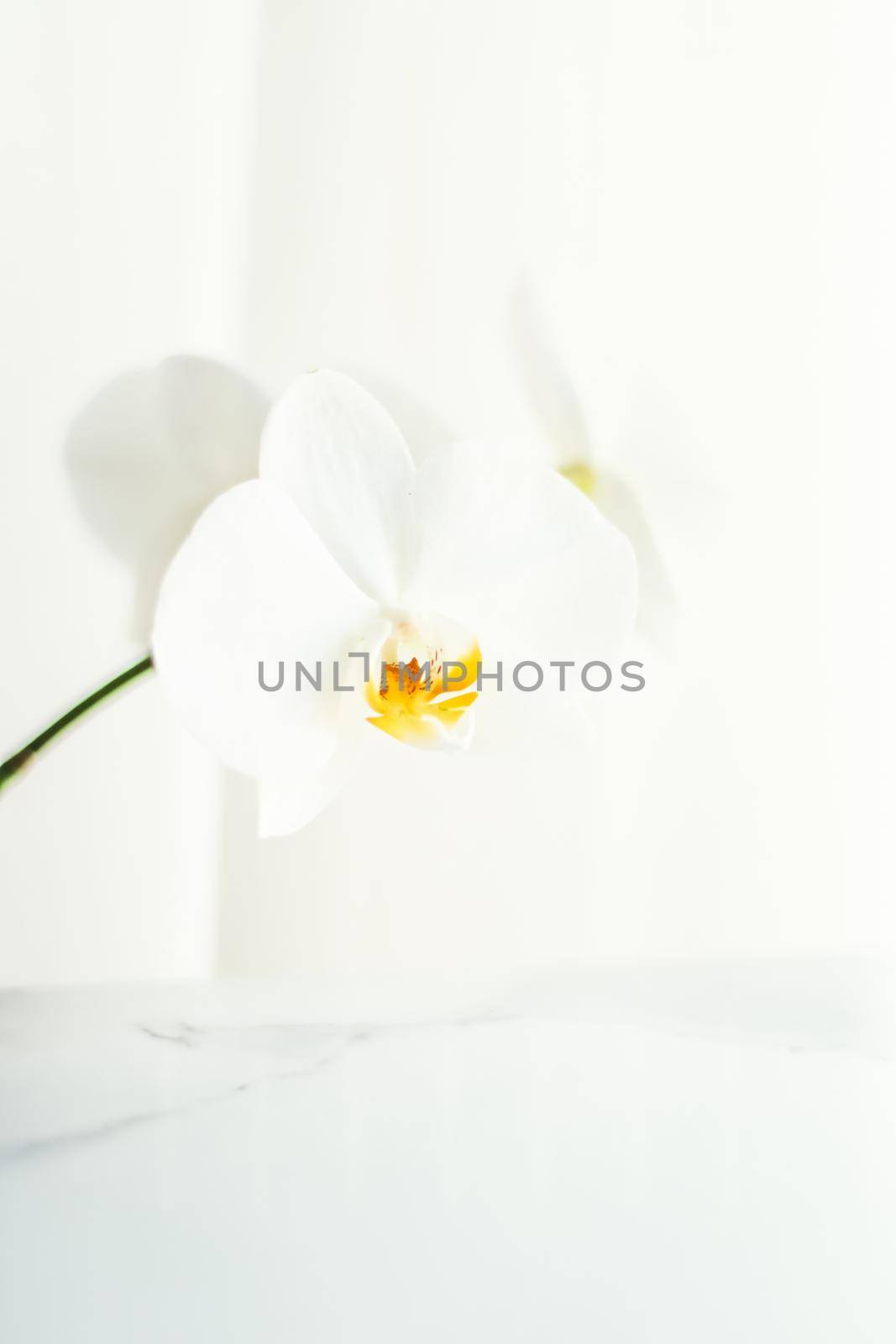 White orchid flower in bloom, abstract floral blossom art background and flowers in nature for wedding invitation and luxury beauty brand holiday design by Anneleven