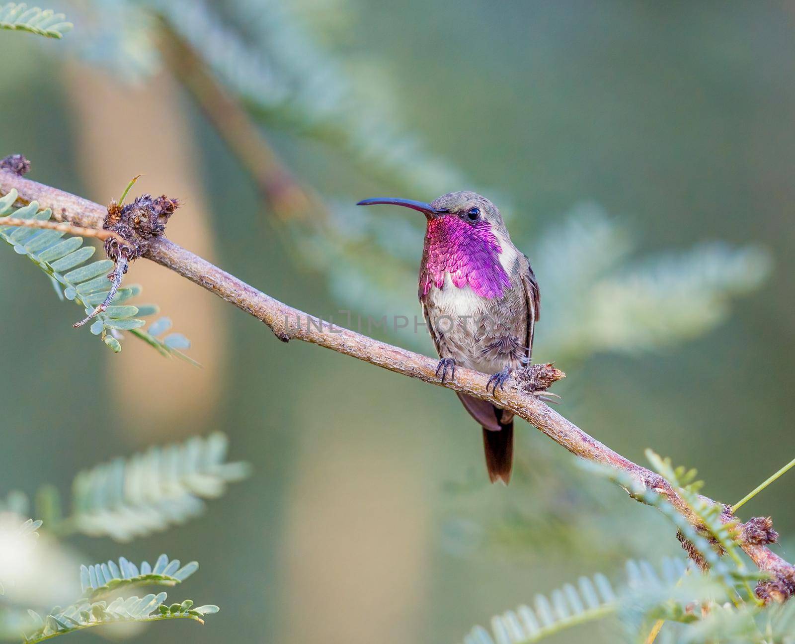 Lucifer hummingbird perched on a tree branch in Arizona