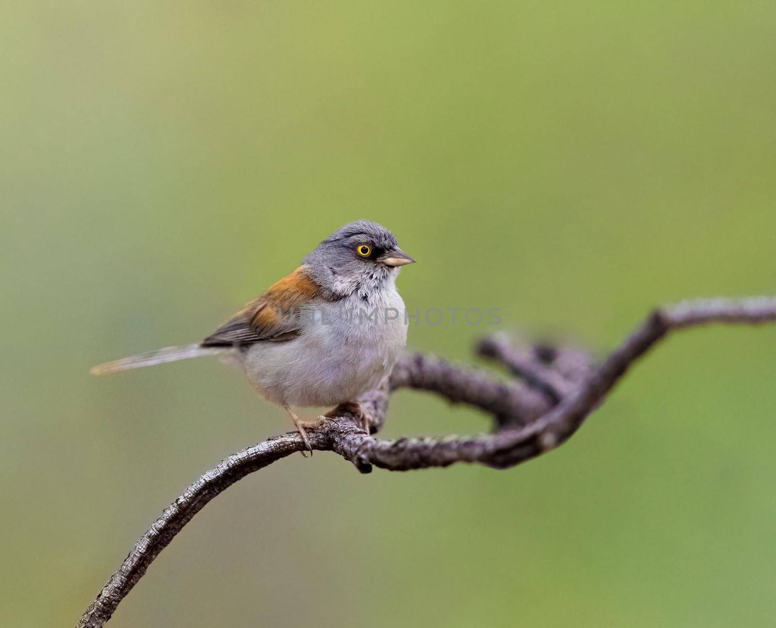 Yellow eyed junco perched on a tree branch in Arizona