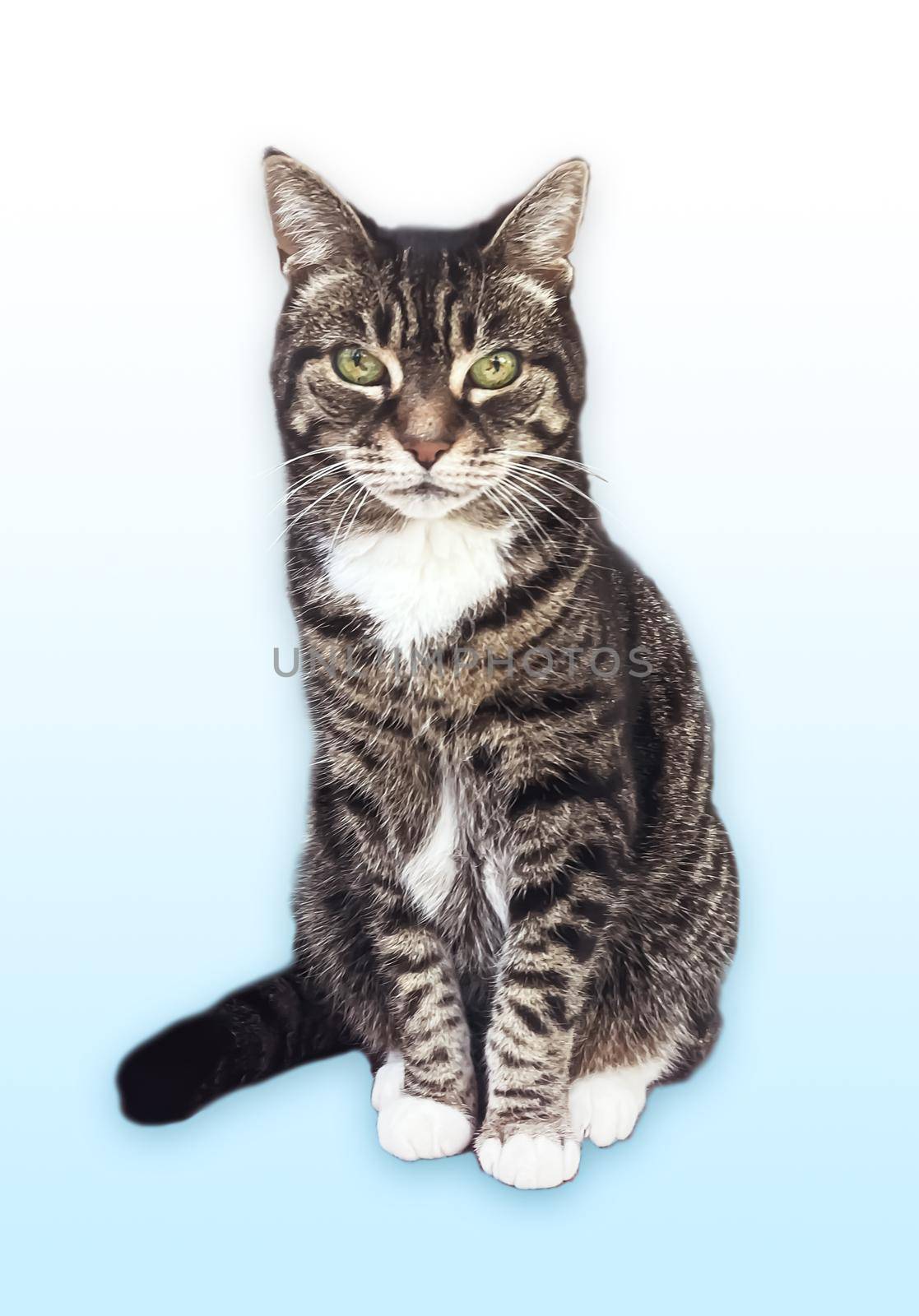 Beautiful female tabby cat, lovely adorable pet, studio portrait