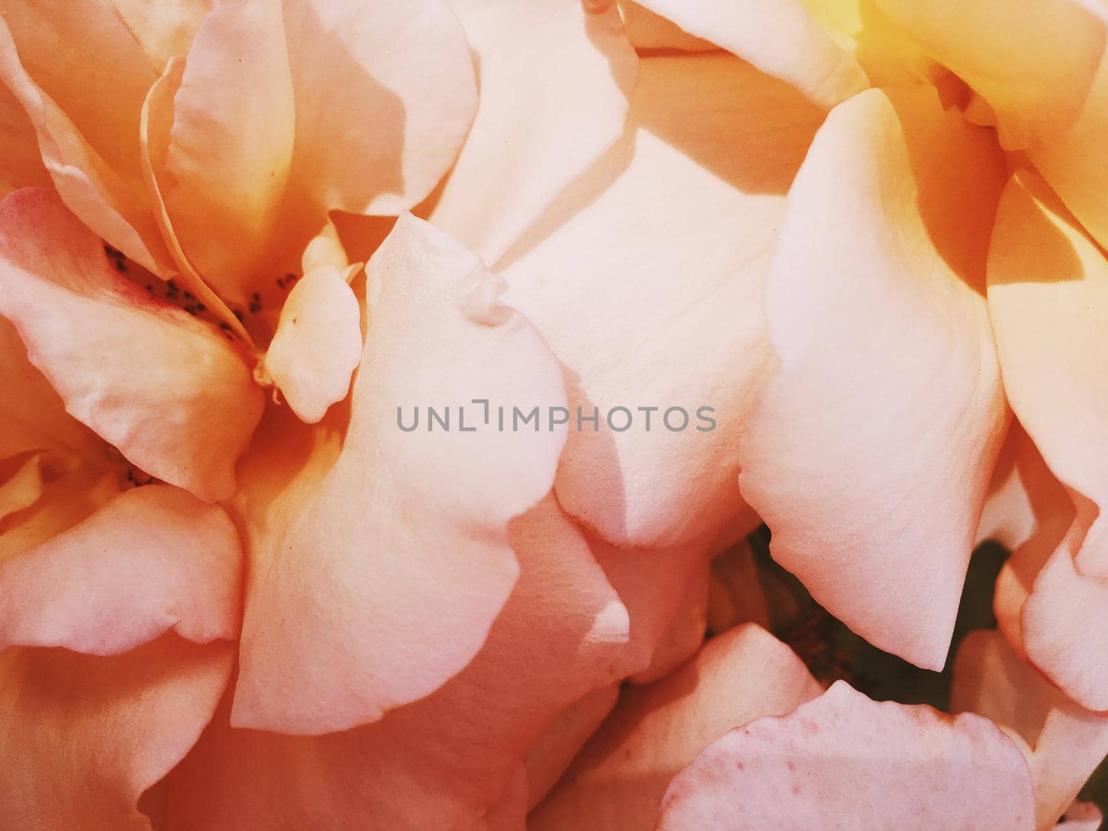 Wonderful blooming rose flower at sunset, floral beauty background by Anneleven