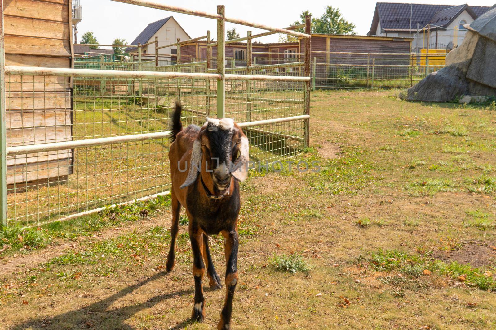 Goat animal farm brown mammal agriculture livestock domestic white, concept milk horn for happy and baby up, mascot health. Hooves cheese udder, by 89167702191