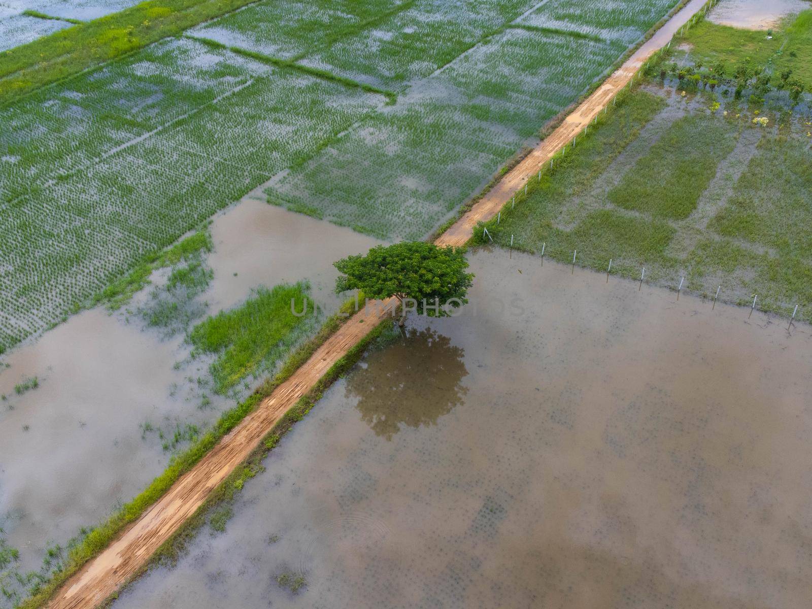 Aerial view of rice fields or agricultural areas affected by rainy season floods. Top view of a river overflowing after heavy rain and flooding of agricultural fields.