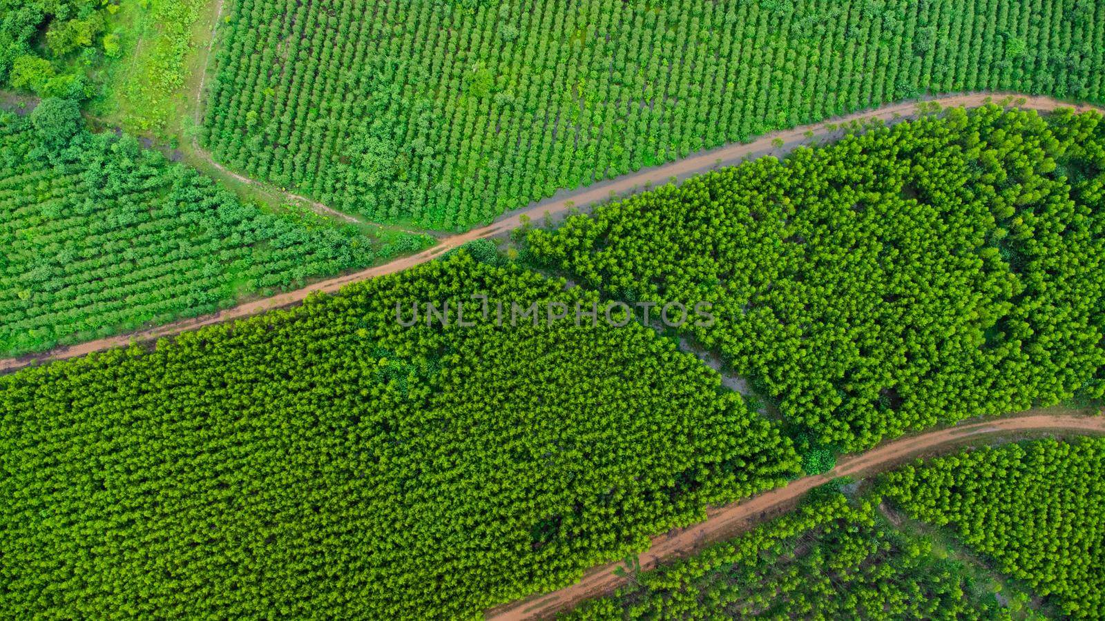 Aerial view of Eucalyptus plantation in Thailand. Aerial capture with drone.