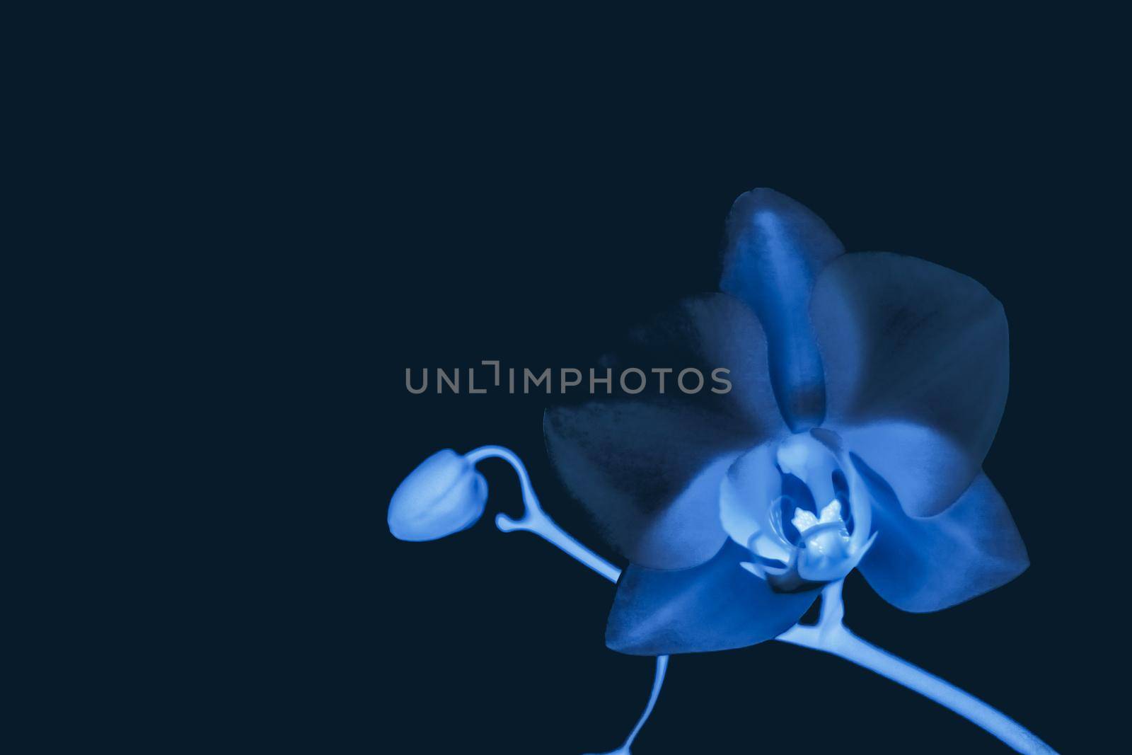 Blooming flowers, botanical design and nature beauty concept - Orchid flower in bloom, abstract floral art background