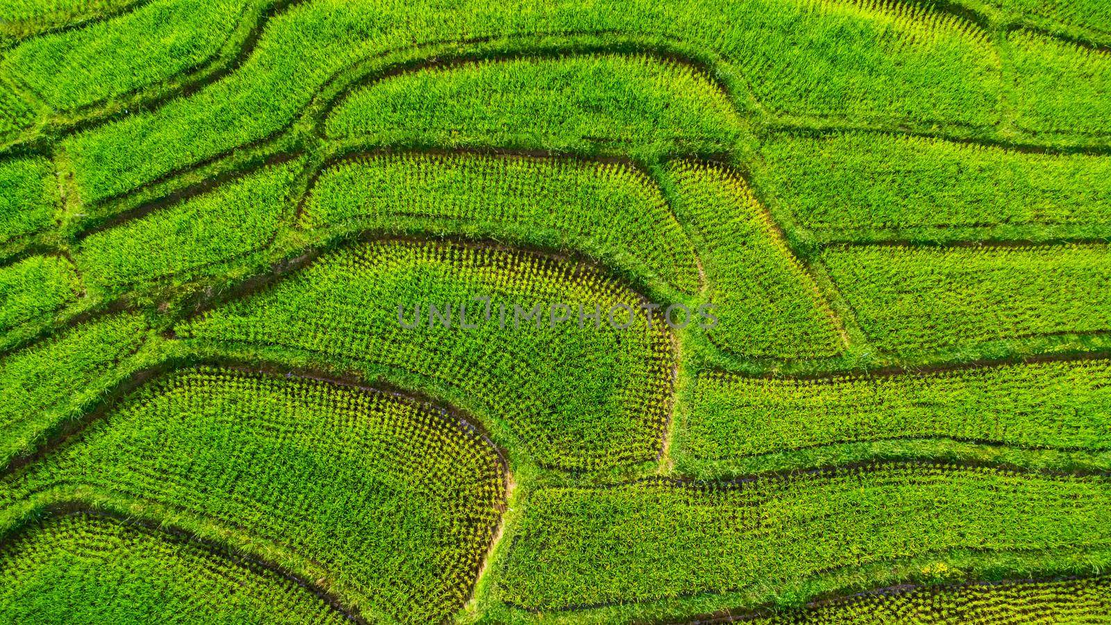 Aerial view of the green rice terraces on the mountains in spring. Beautiful green area of young rice fields or agricultural land in northern Thailand. Natural landscape background. by TEERASAK