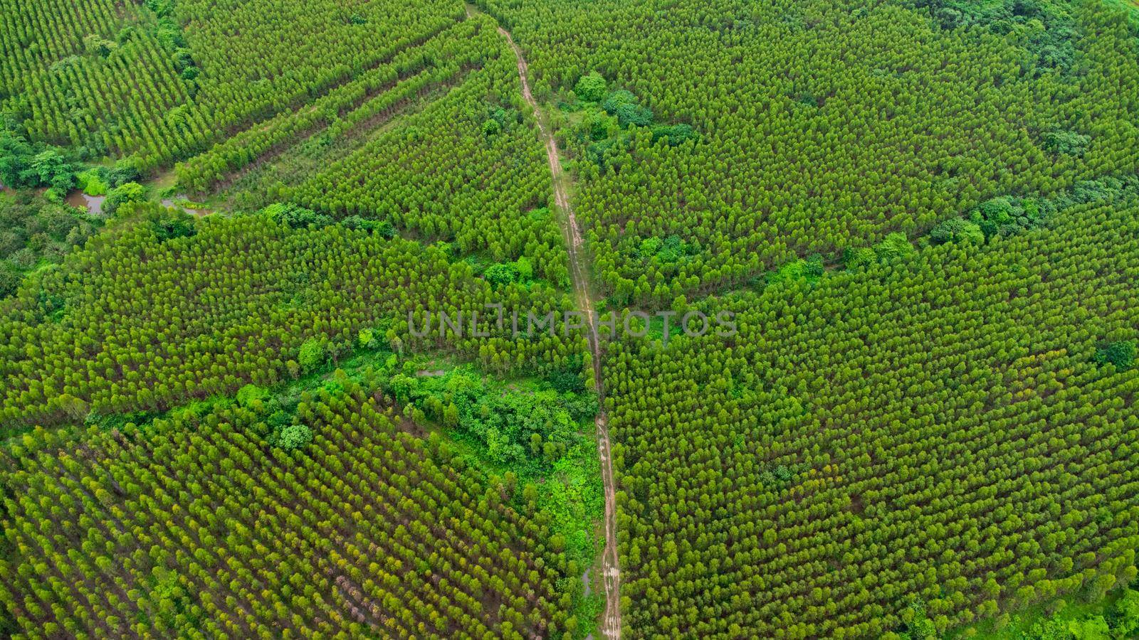 Aerial view of Eucalyptus plantation in Thailand. Aerial capture with drone.  by TEERASAK