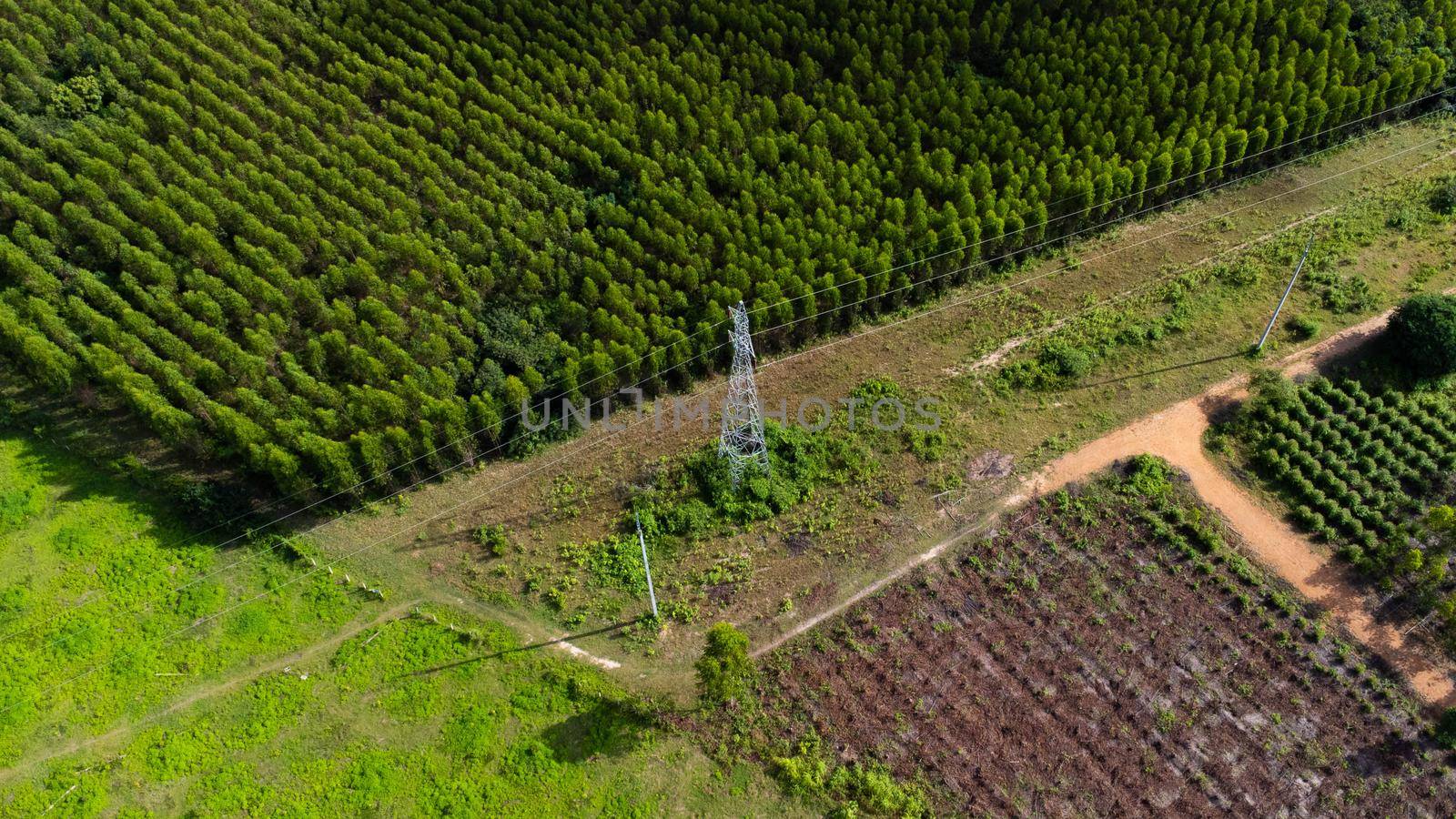 Aerial view of high voltage pylons and power lines near a eucalyptus plantation in Thailand. Top view of high voltage poles in the countryside near green eucalyptus forest. by TEERASAK