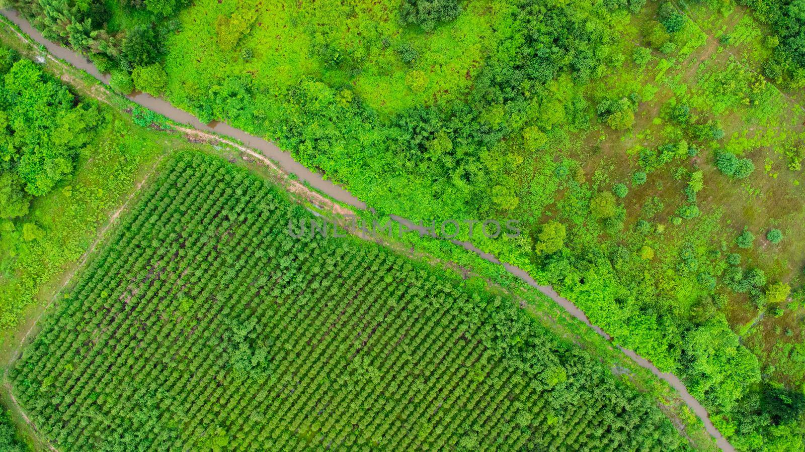 Aerial view of Eucalyptus plantation in Thailand. Aerial capture with drone.  by TEERASAK