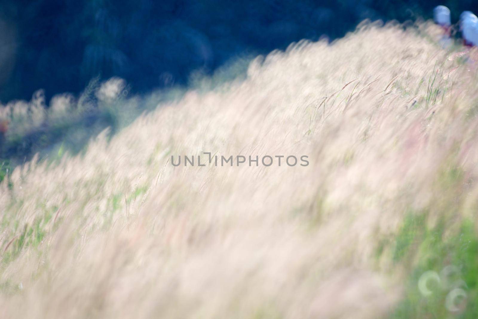 Flower grass in the wind by toa55