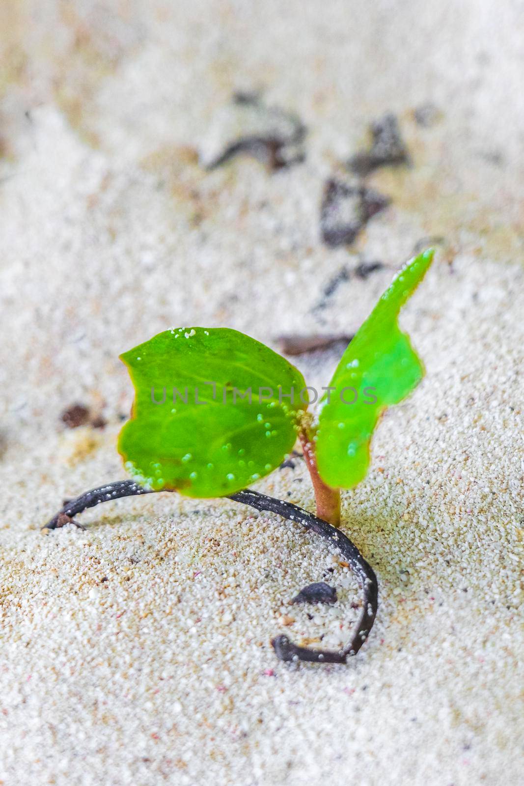 Germinating seedling seed of the pink violet purple morning glory or Goat's foot Ipomoea pes-caprae creeping flower plant flowers of railroad vine in Playa del Carmen Quintana Roo Mexico.