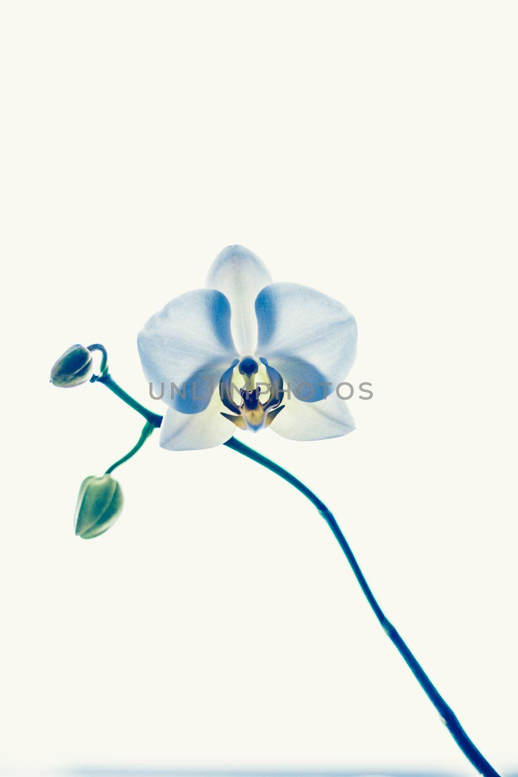 Orchid flower in bloom, abstract floral art background by Anneleven