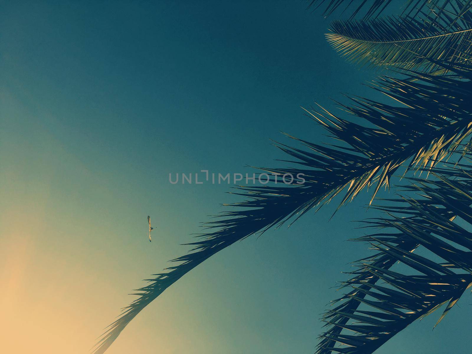 Palm tree leaves and the sky, summertime travel background by Anneleven