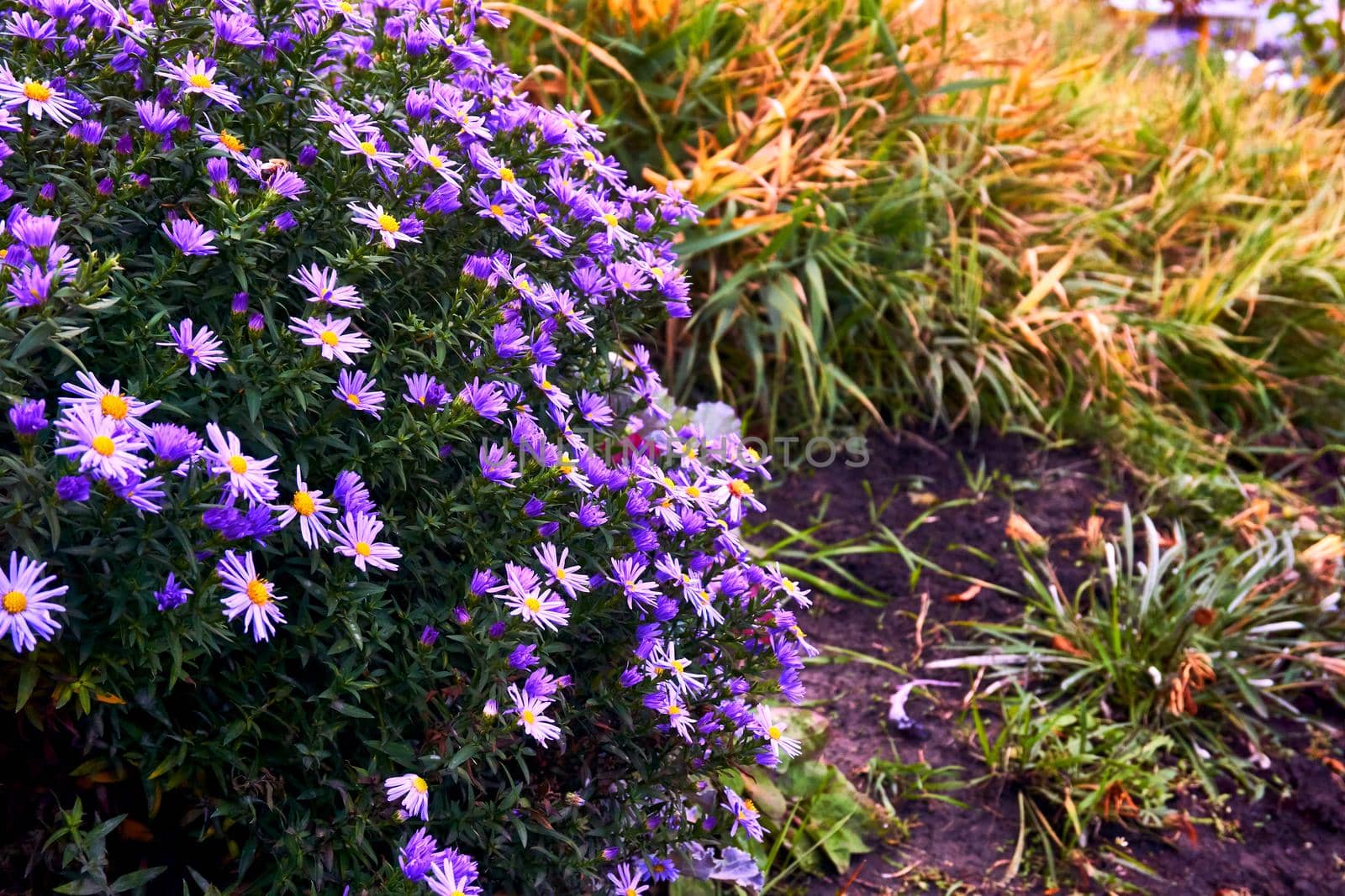 a plant of the daisy family that has bright rayed flowers, typically of purple or pink. Cute bush of autumn purple lilac blue asters october sky. High quality photo