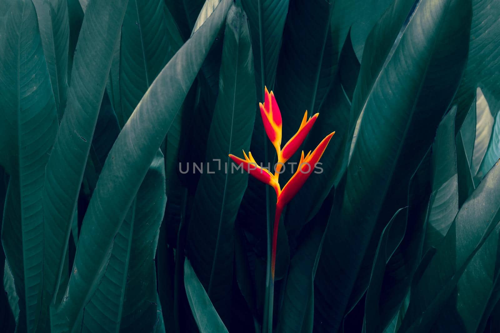 tropical leaves colorful flower on dark tropical foliage nature background dark green foliage nature