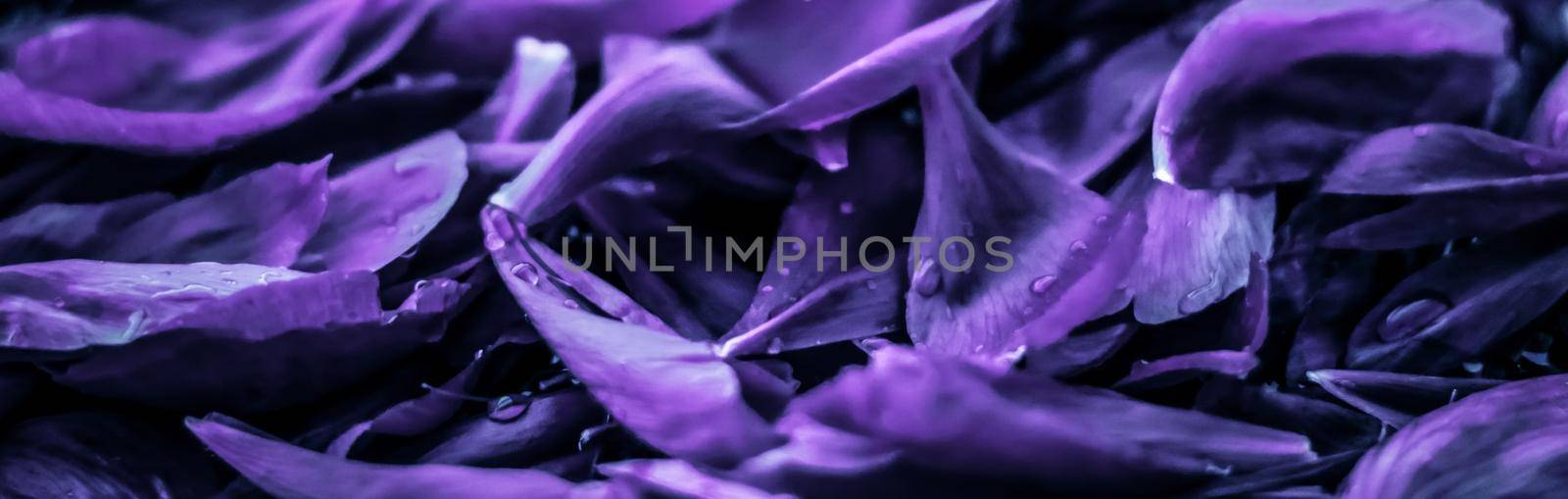 Abstract floral holiday art background, purple blooming flower petals in a dream garden and beauty in nature for luxury spa brand and wedding invitation design by Anneleven