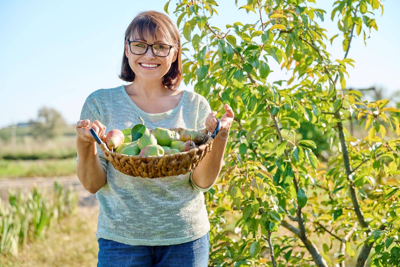 Woman harvesting pears in garden on sunny autumn day by VH-studio