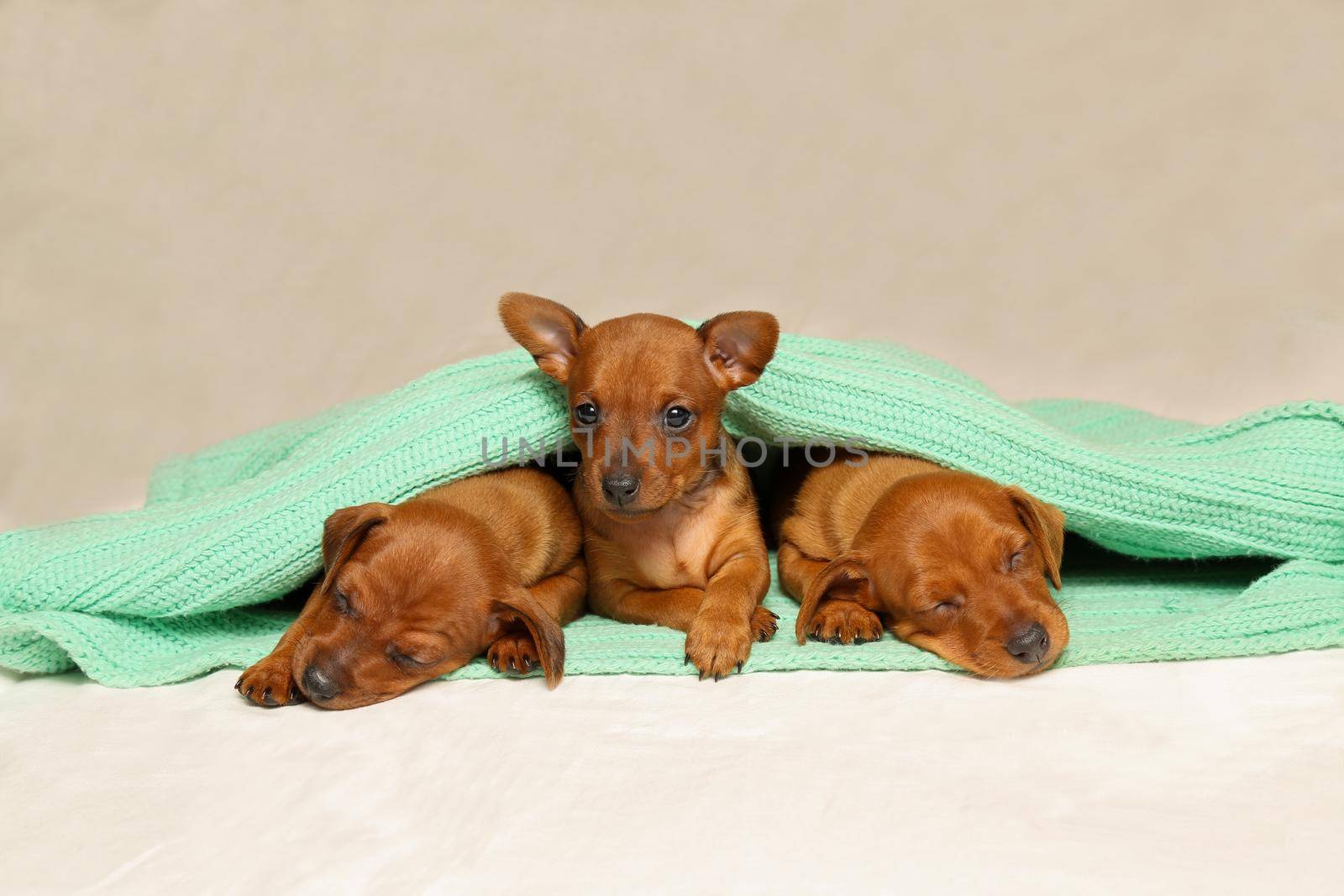 Three puppies are lying warm on the couch. one puppy raised his head.