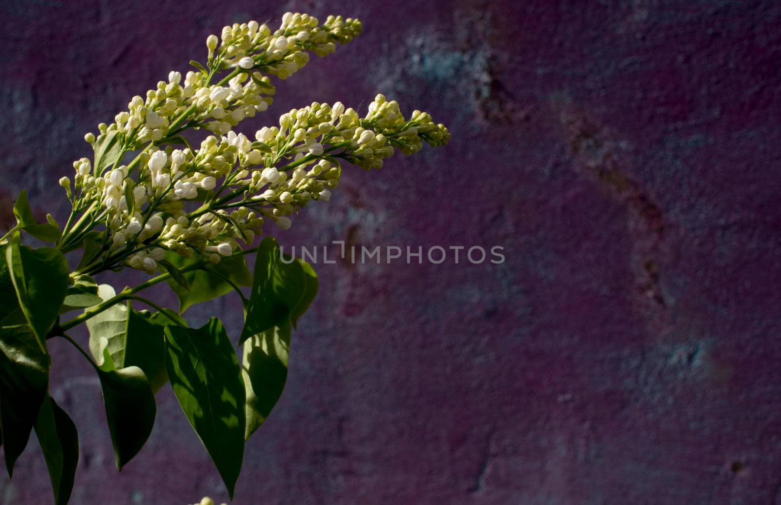 Bright blooming ilac branch on a beige and purple very peri background. close up. High quality photo