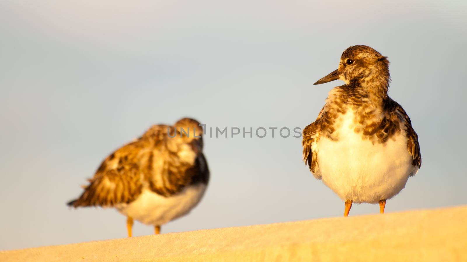 Small bird sitting on Seven Mile Bridge, Florida.