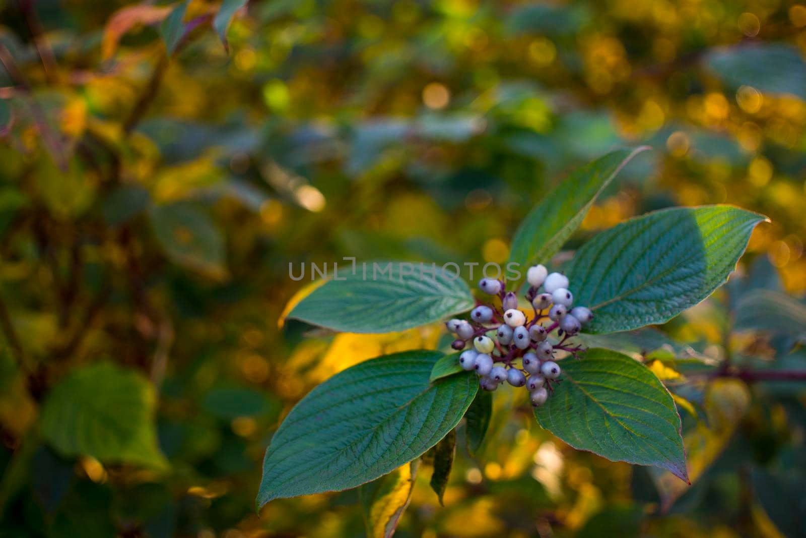 The beauty of the green of flowers, leaves, nature with the morning sun. High quality photo