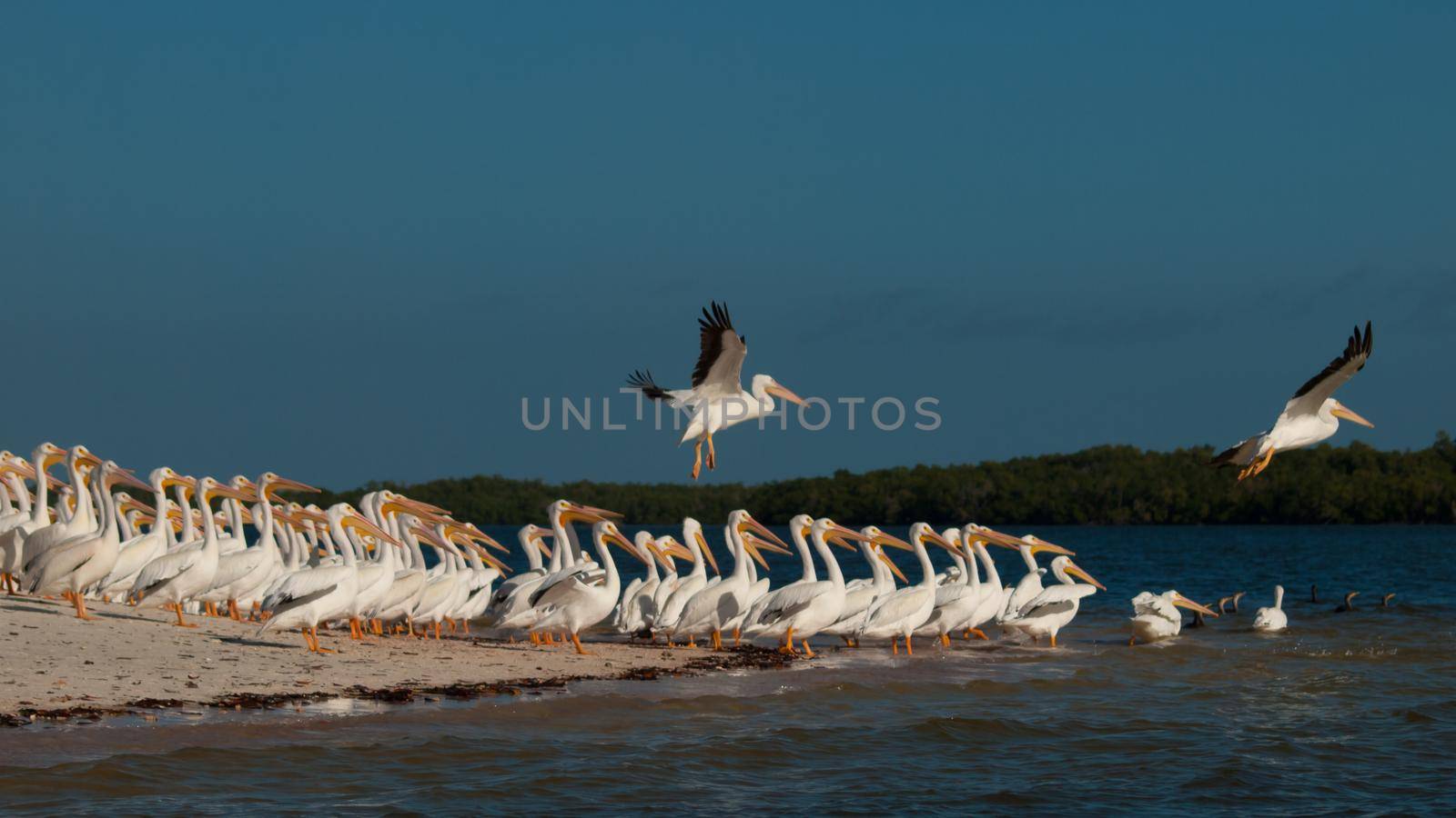 White pelicans at the Chokoloskee Island.