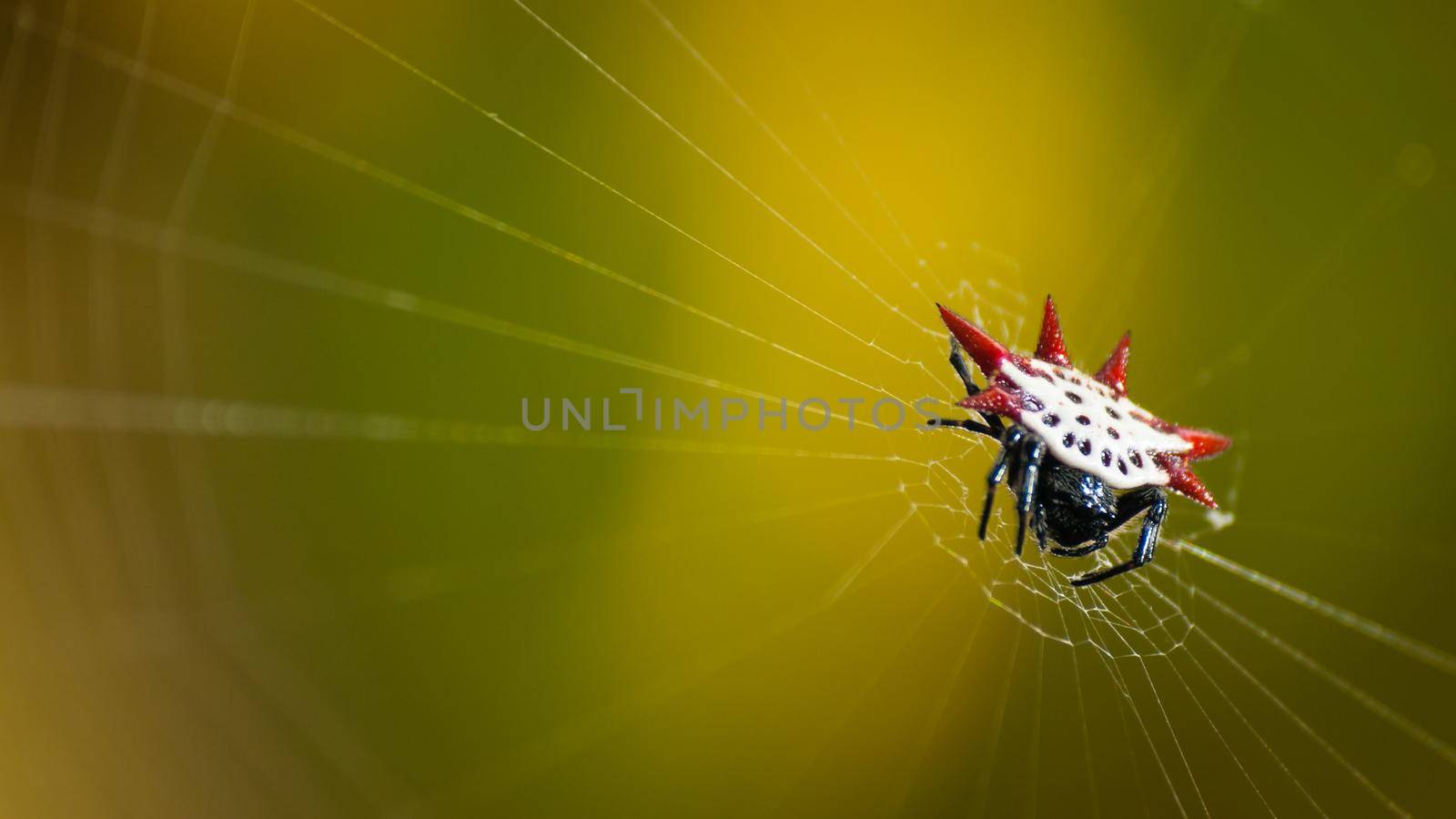 Micrathena Spider on Key West, Florida.