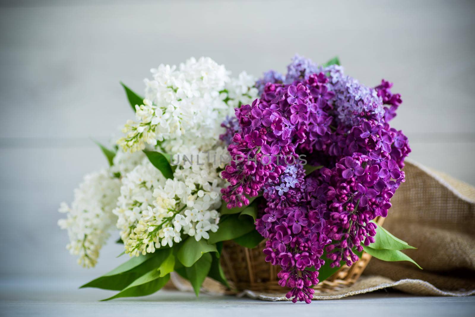 Bouquet of beautiful spring lilacs of different colors on a wooden table