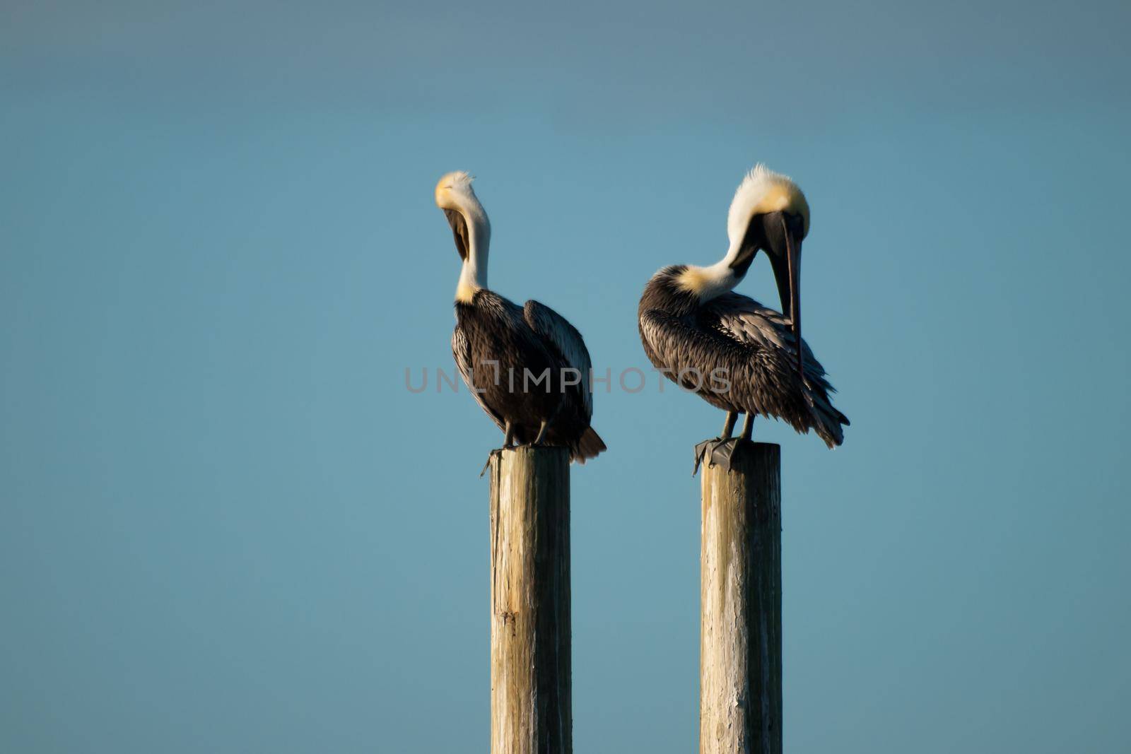Brown pelicans at the Chokoloskee Island.