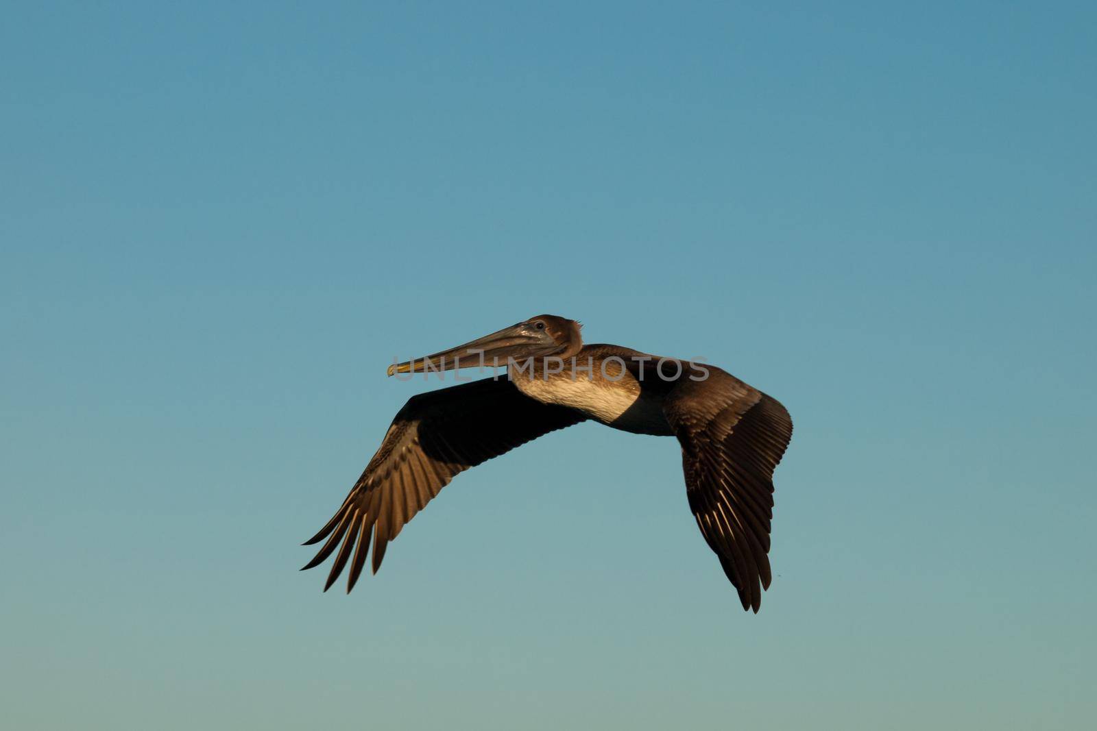 Brown pelican at the Chokoloskee Island.