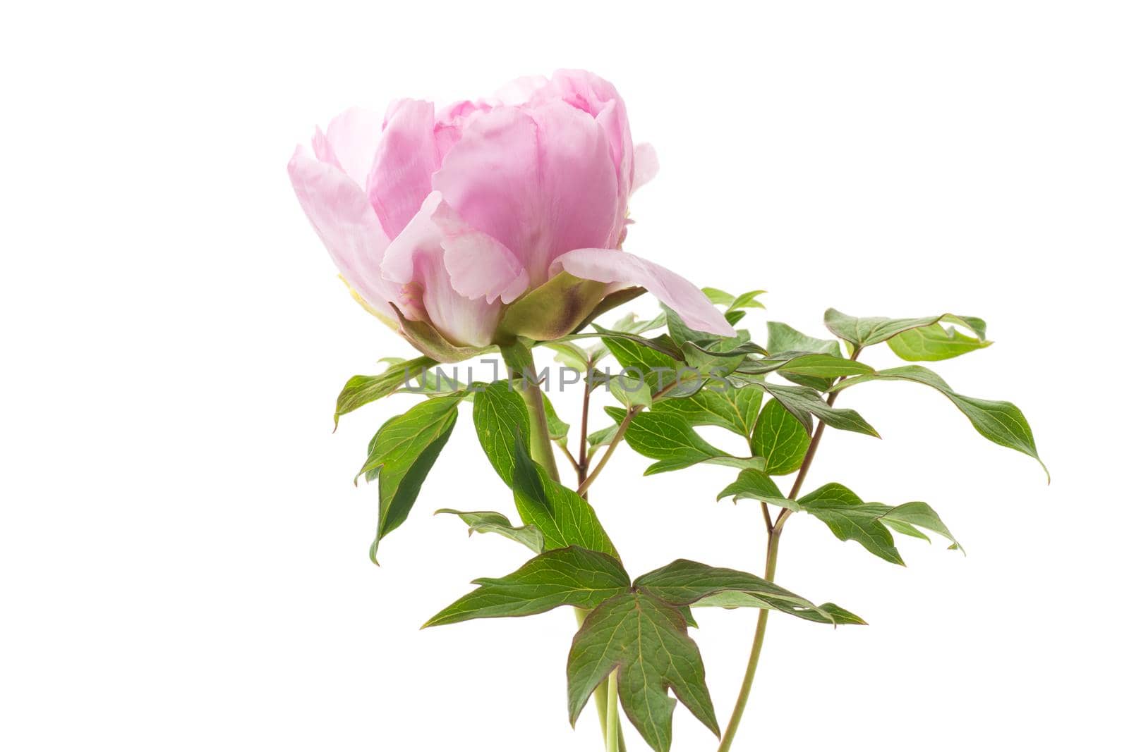 Beautiful big pink peony close-up, isolated on a white background.