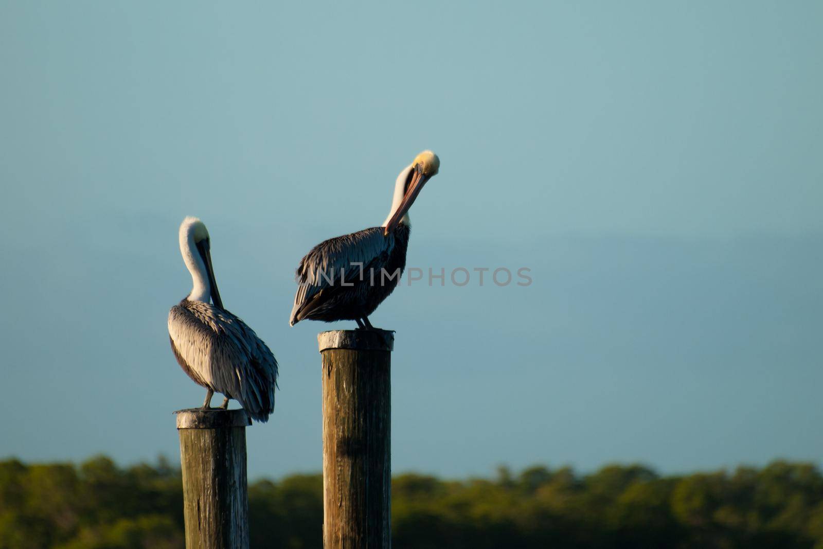 Brown pelican at the Chokoloskee Island.
