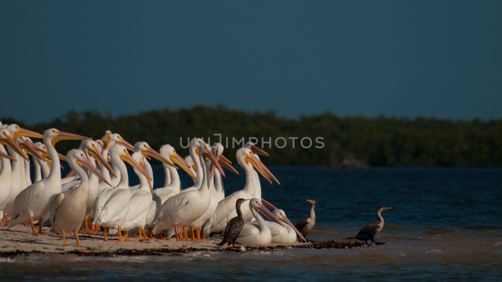 White pelicans at the Chokoloskee Island.