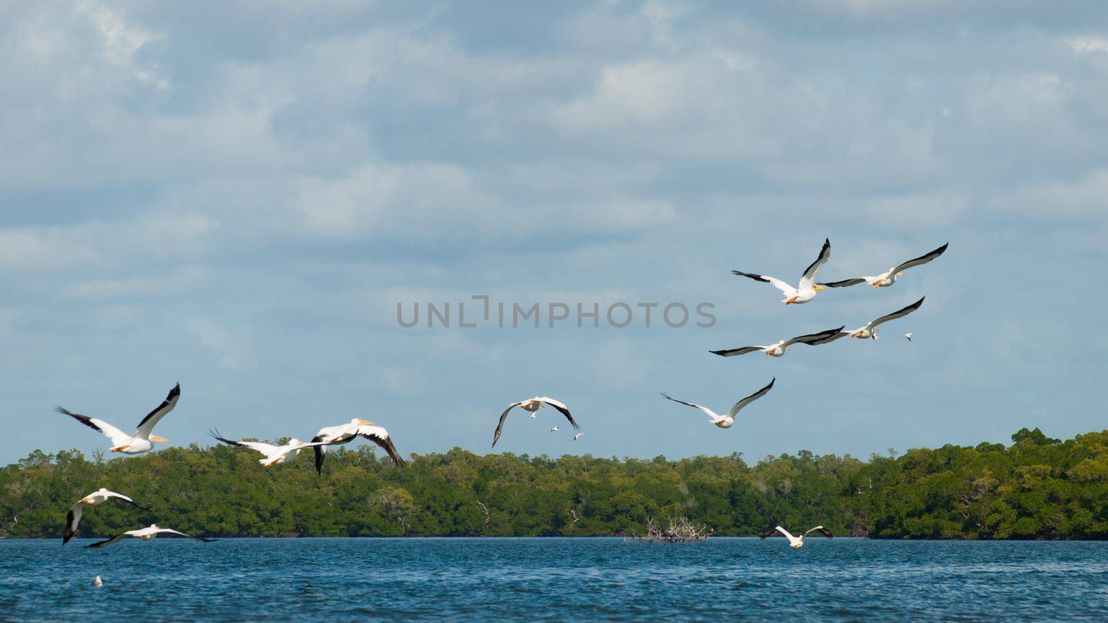 White pelicans at the Chokoloskee Island.