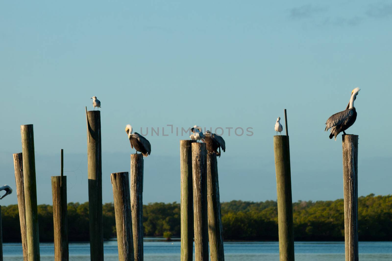 Brown pelican at the Chokoloskee Island.