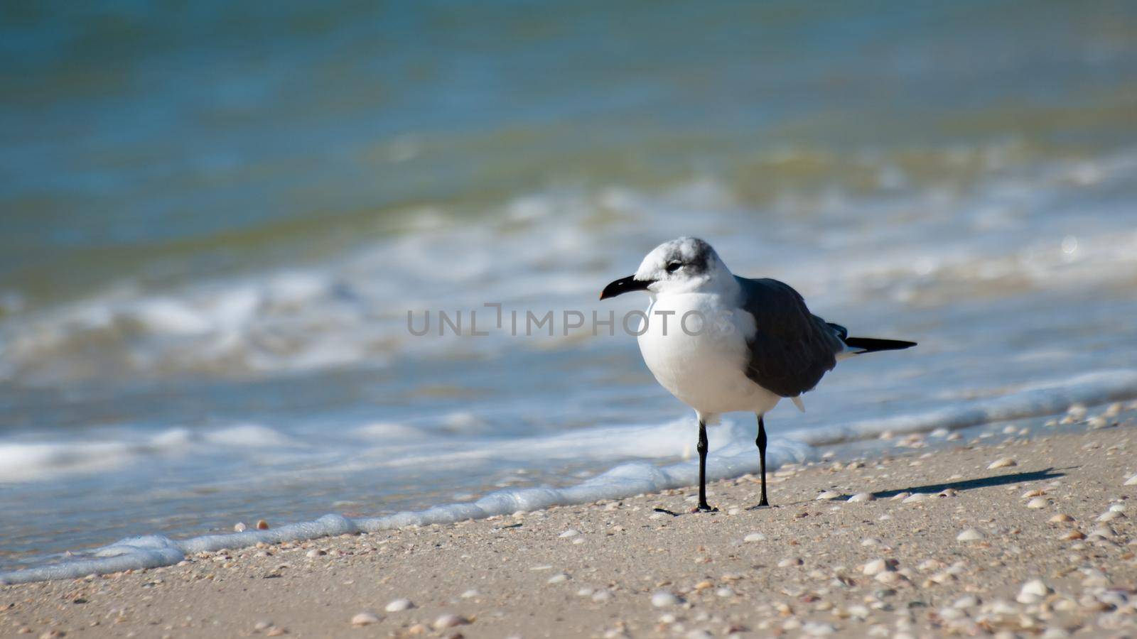 Seagull at Mexico Beach, Florida.