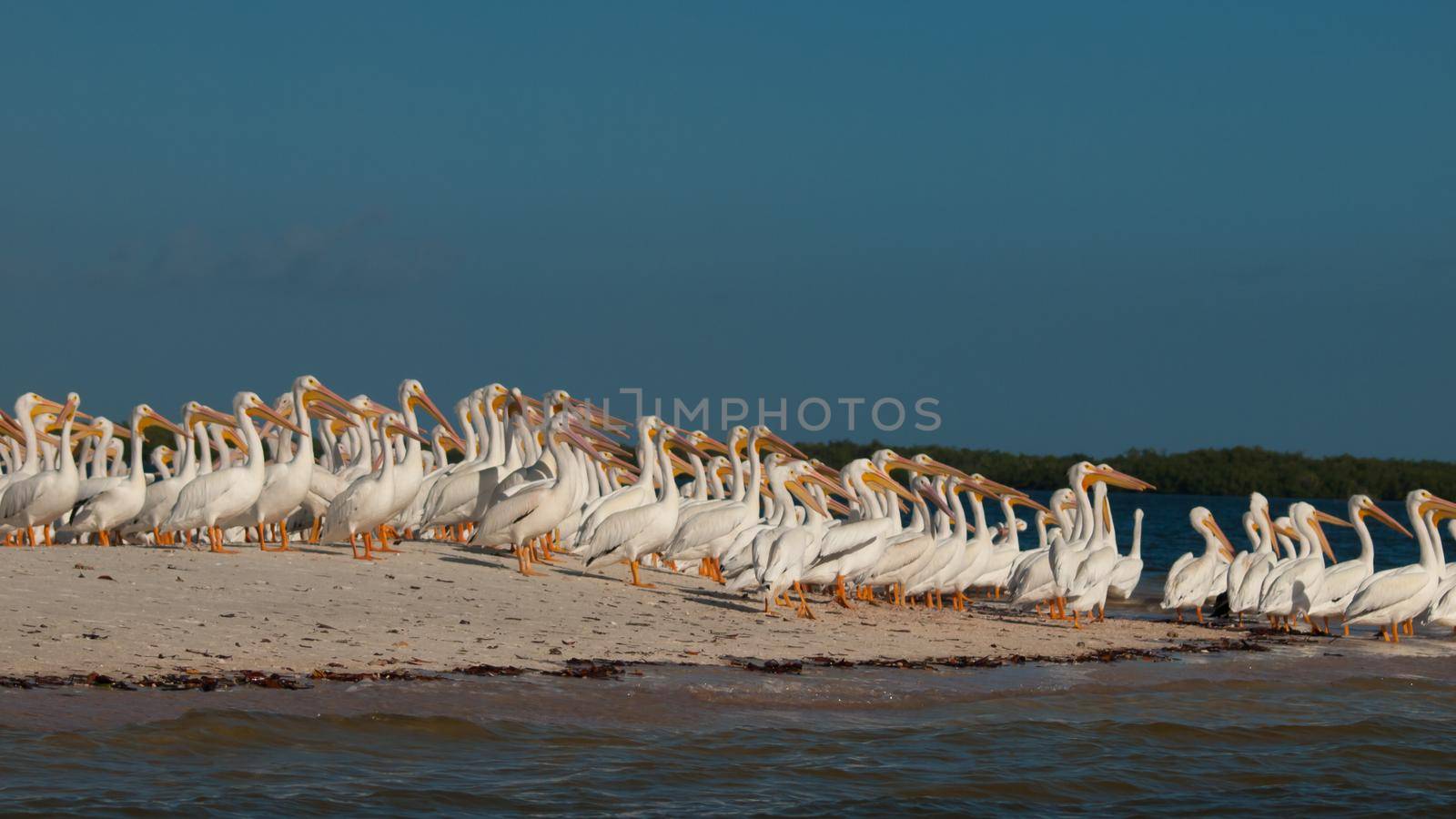 White pelicans at the Chokoloskee Island.