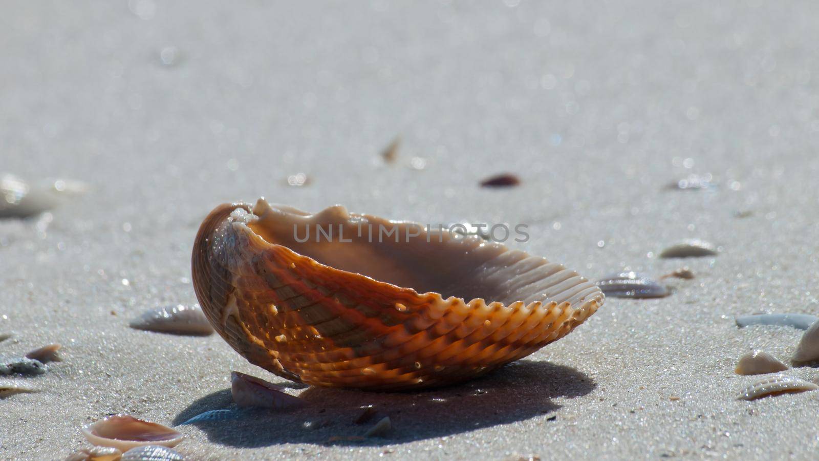 Ocean shell on Mexico Beach, Florida.