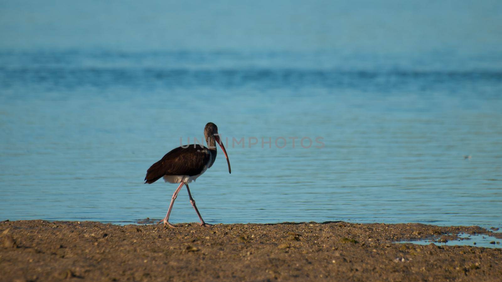 South Florida bird Ibises at the Chokoloskee Island.