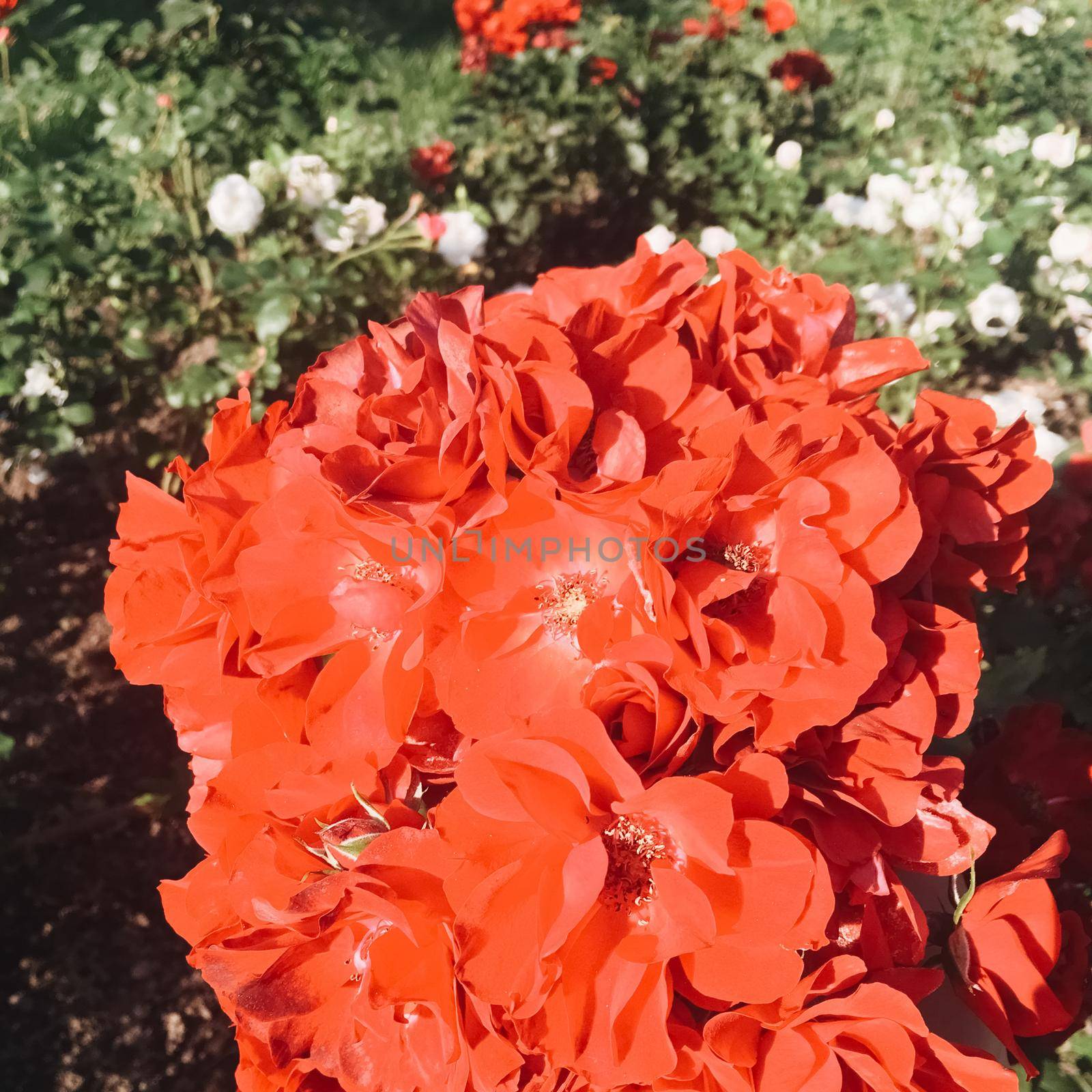 Flowers in bloom, beautiful nature and romantic bouquet concept - Coral blooming garden rose flower at sunset, floral beauty background