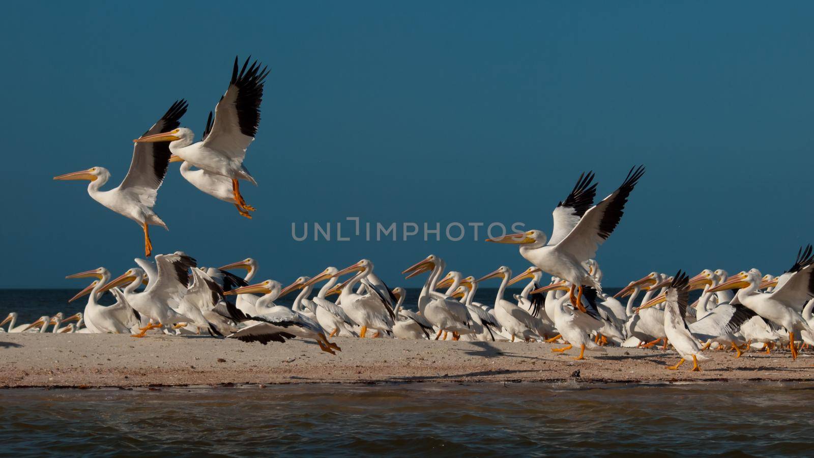 White pelicans at the Chokoloskee Island.