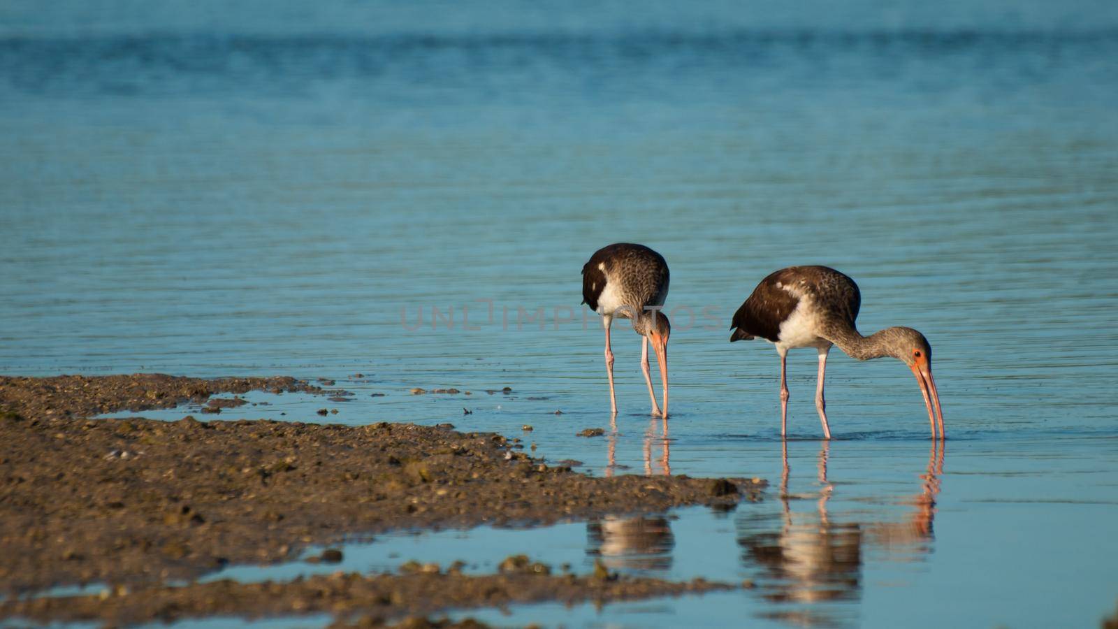 South Florida bird Ibises at the Chokoloskee Island.