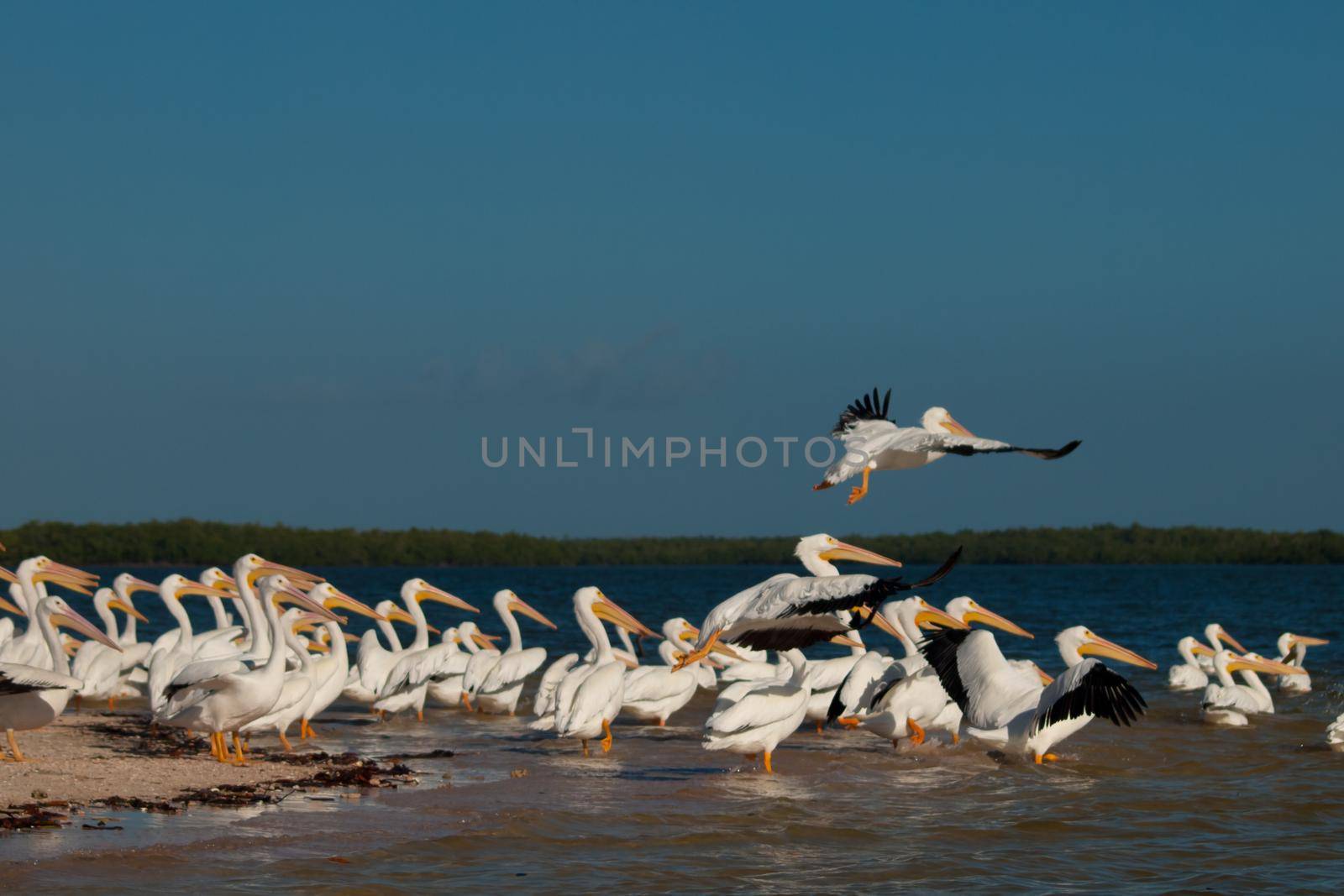 White pelicans at the Chokoloskee Island.